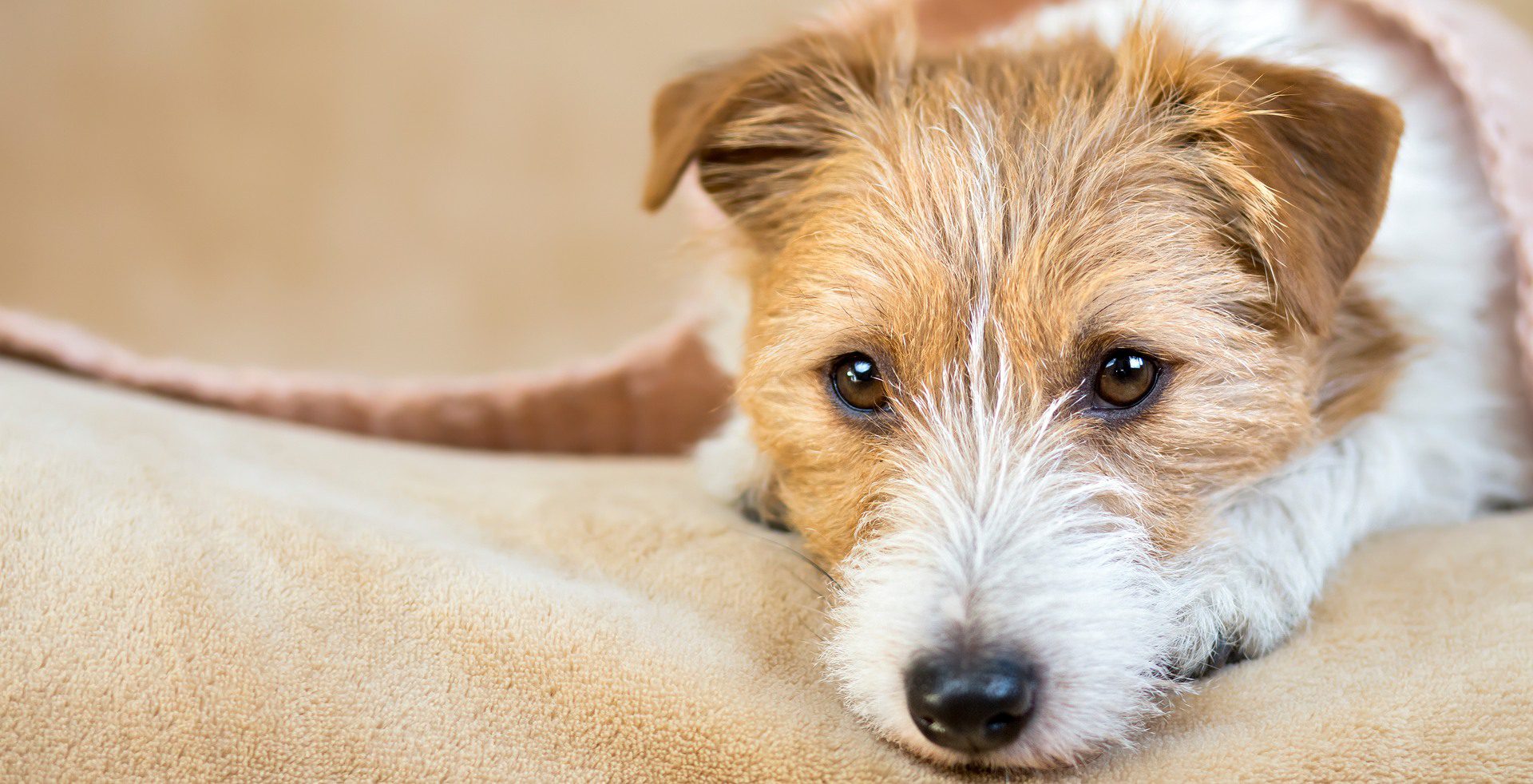 A dog laying on the couch looking sad.