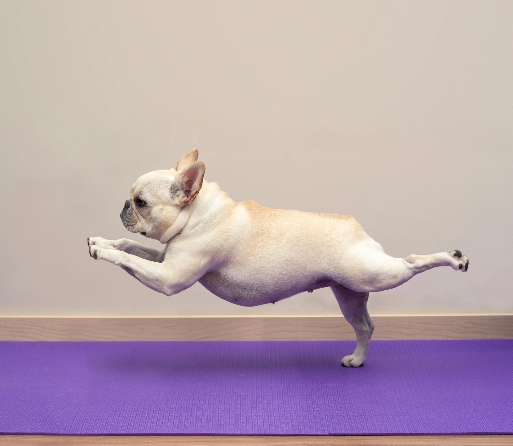 fm=f_10304 A dog is doing yoga on the floor