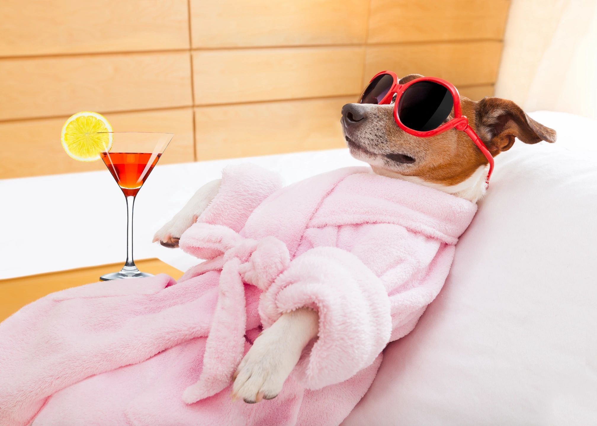 fm=f_2739 (1) A dog in a robe and sunglasses laying on its back