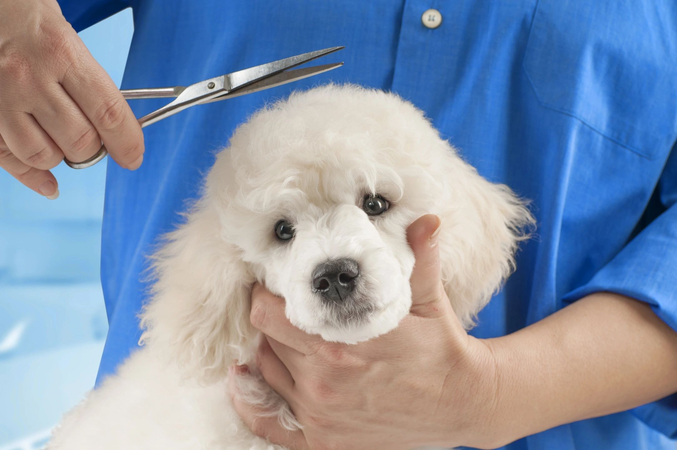 fm=f_87325 A person holding a dog 's head while it is being trimmed.