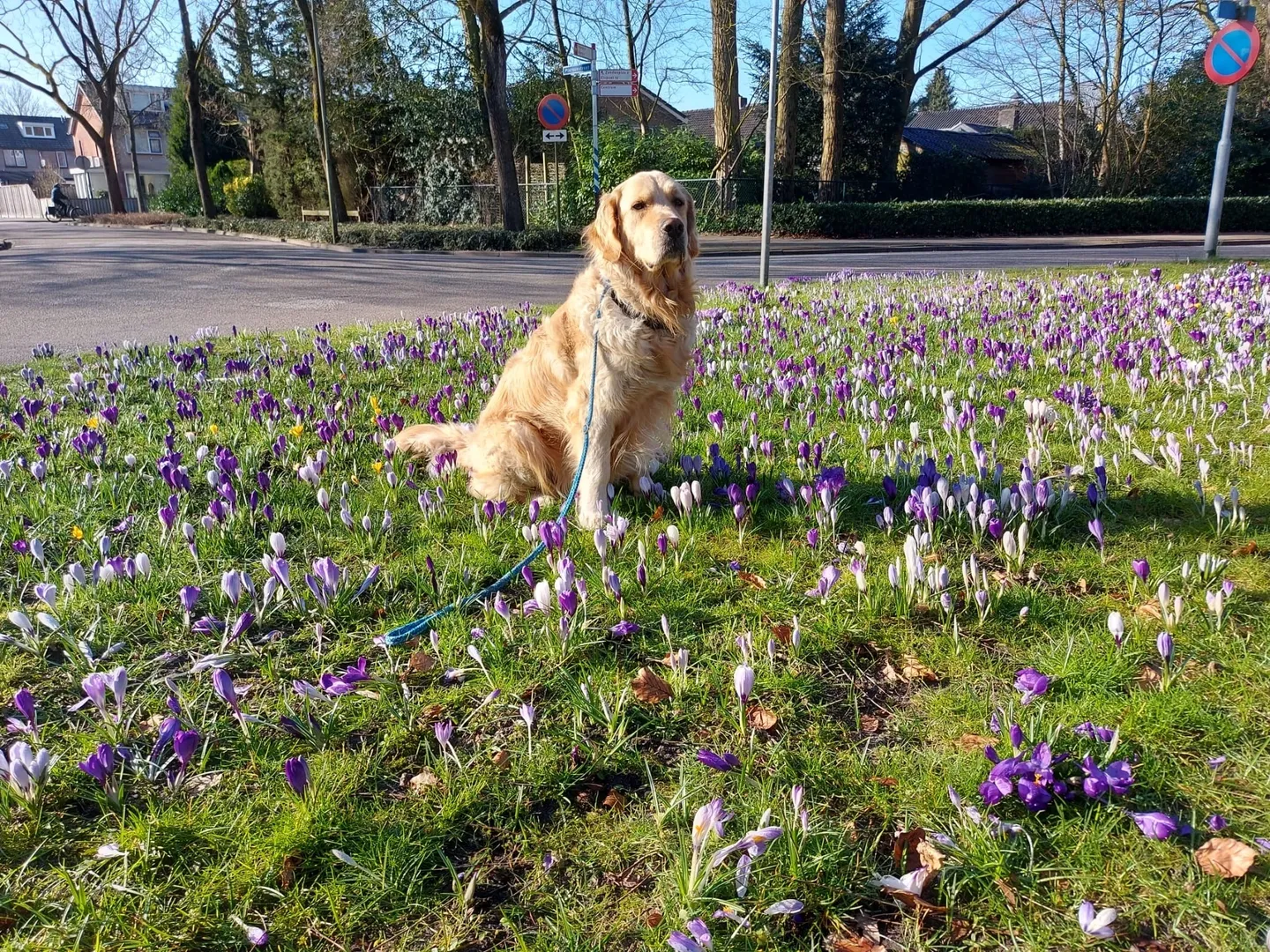 A dog sitting in the grass with purple flowers.