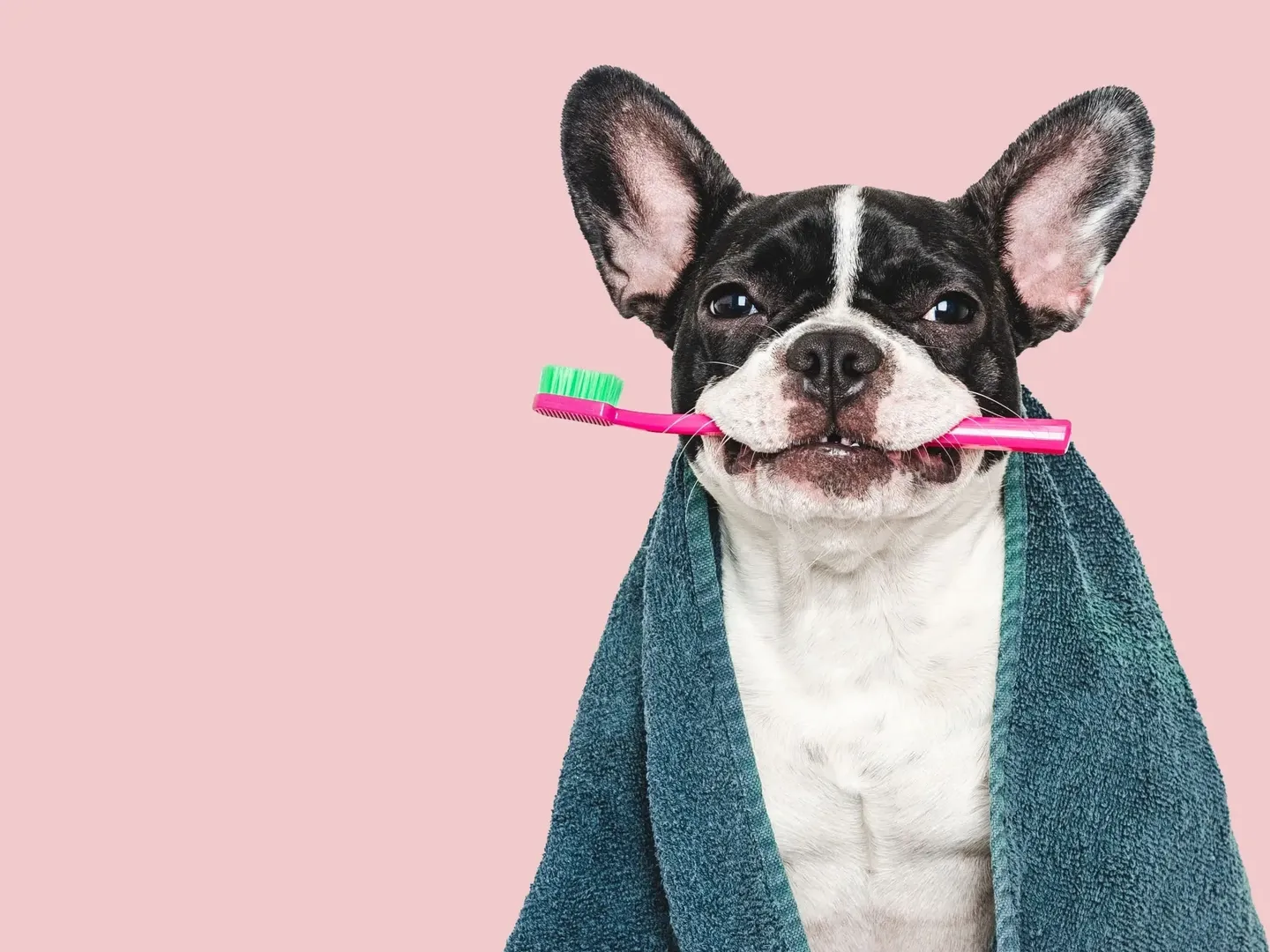 A dog with a towel on its head holding two toothbrushes.
