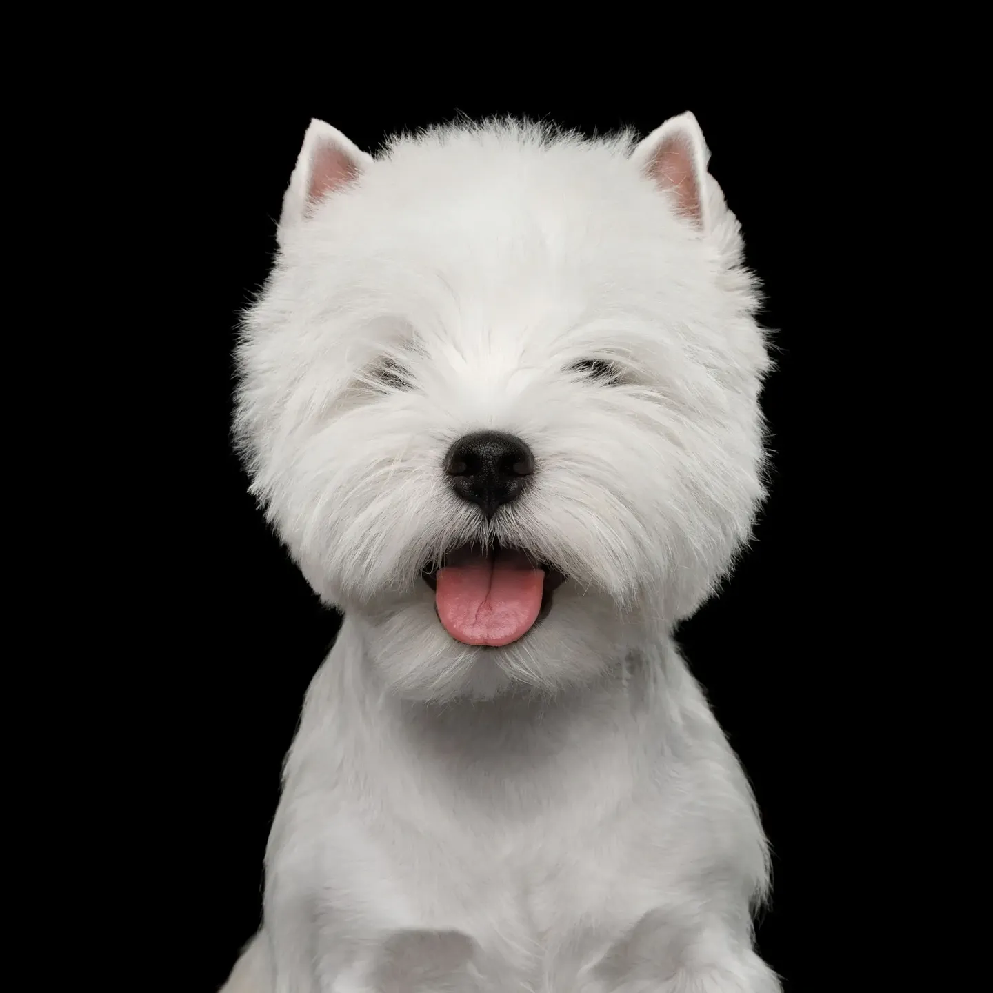 A white dog with its tongue hanging out.
