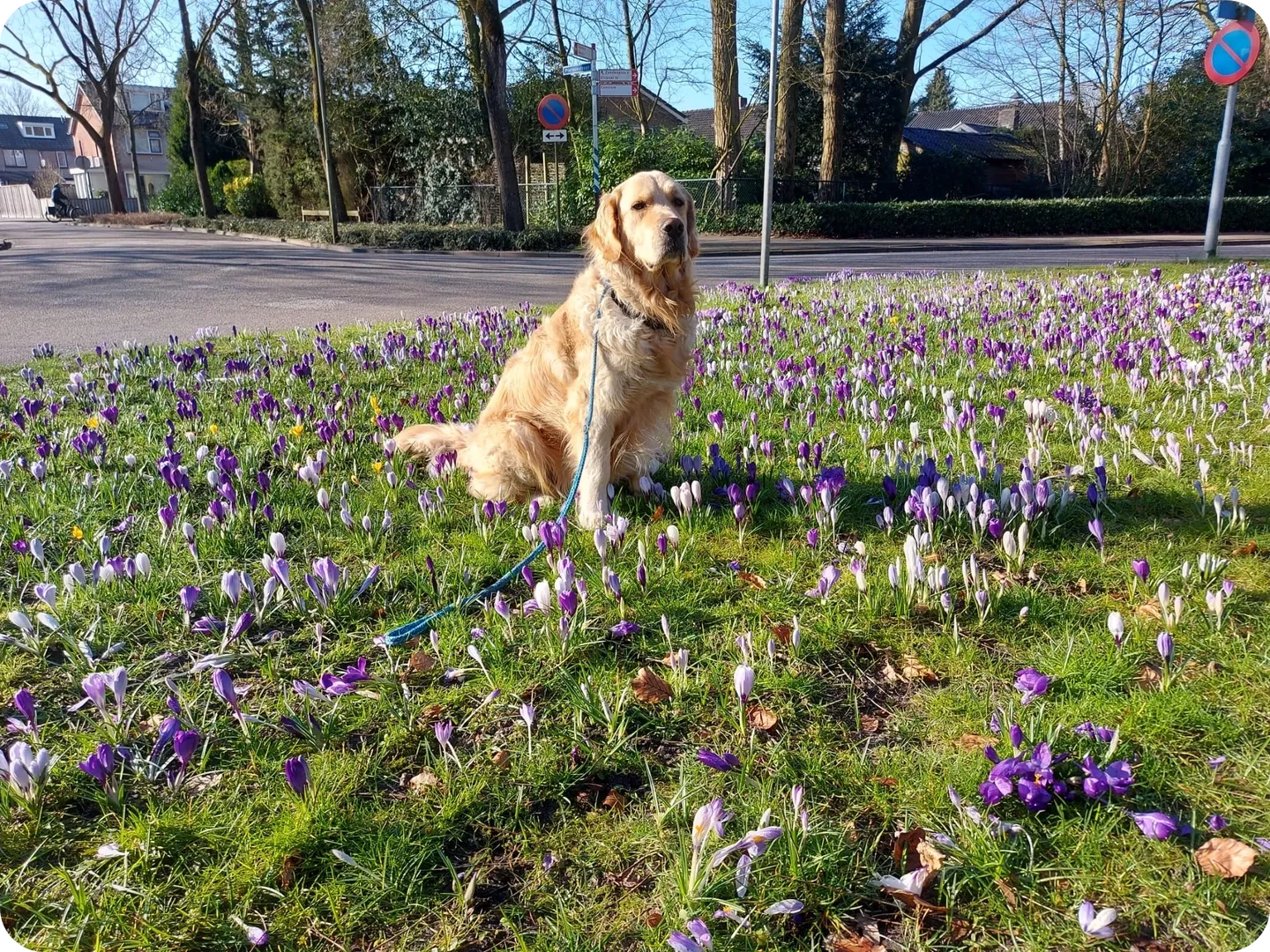 A dog sitting in the middle of some purple flowers.