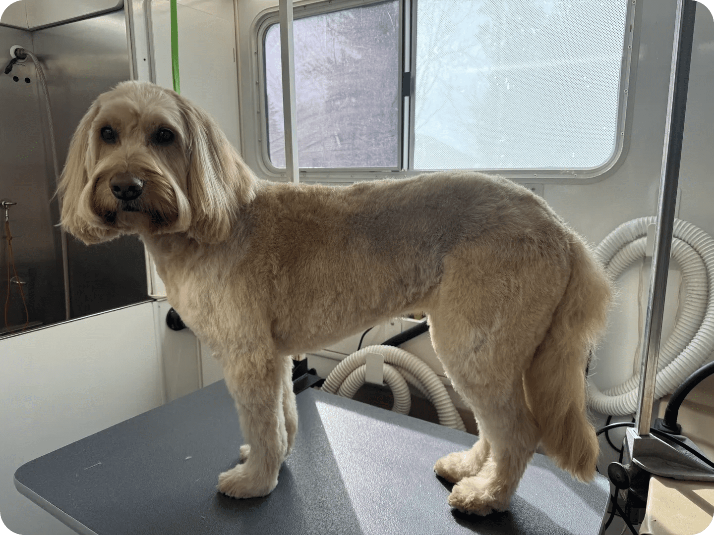 A dog standing on top of a table.